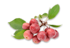 Crab Apple