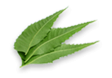 Neem Extract