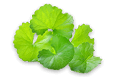 Gotu Kola