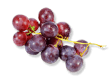 Grape (Vitis vinifera)