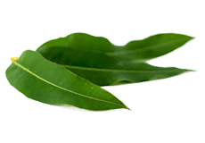 Tailapatra/Eucalyptus