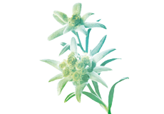 Edelweiss Plant Stem Cells