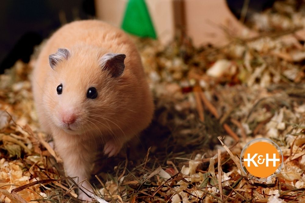 9. Choosing the Right Hamster as a Pet