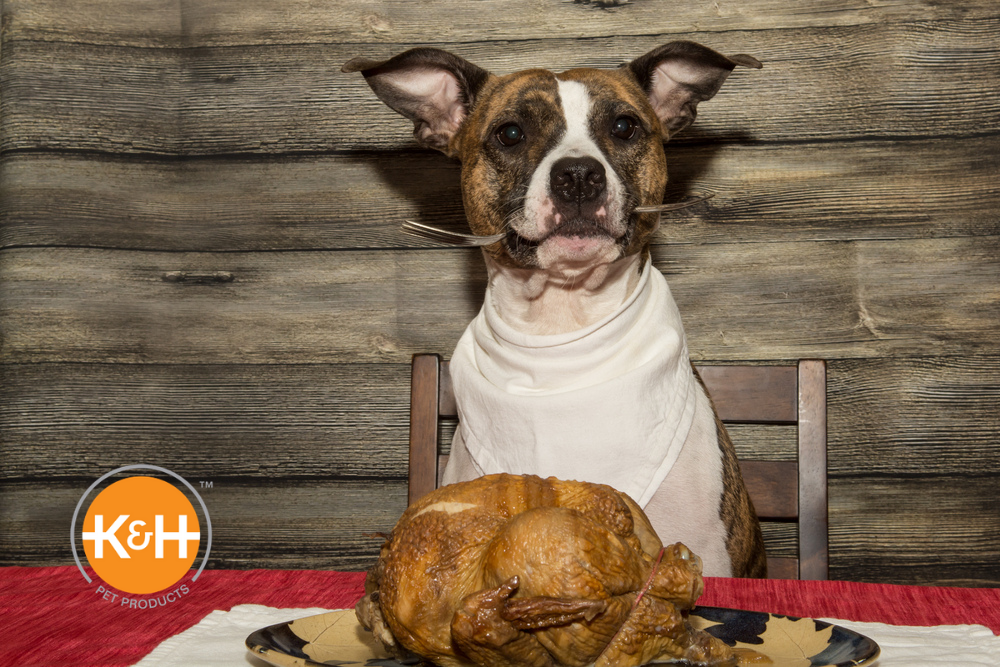 Can Dogs Eat Turkey Meat? — K&H Pet Products