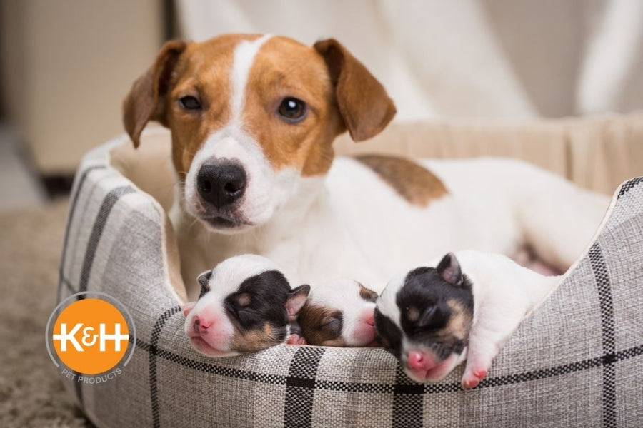 how early can a dog have puppies safely