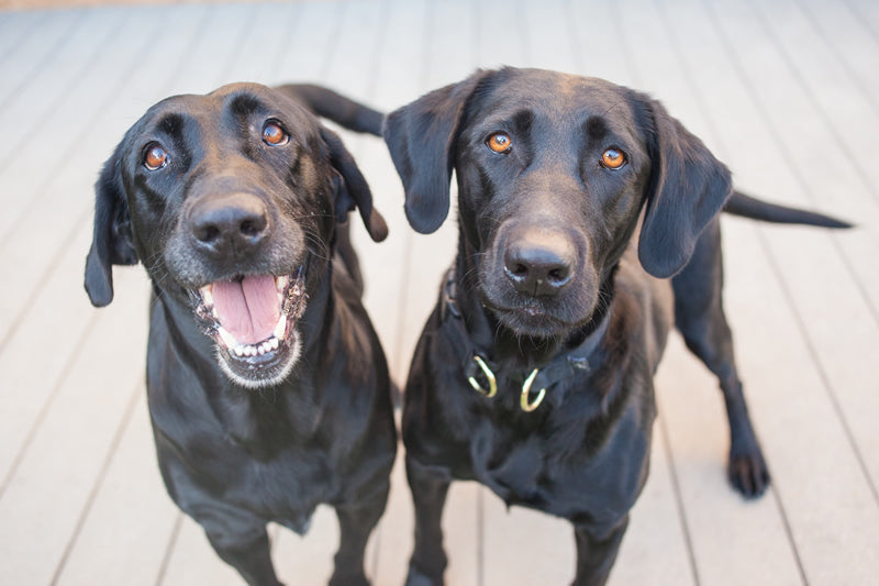 Sometimes your new dog will become best friends with your second dog.