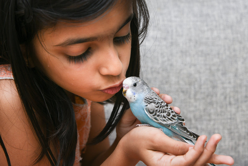 Young girl kissing little blue budgie.