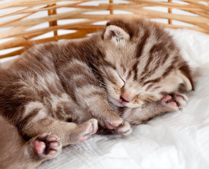 how much do baby kittens sleep