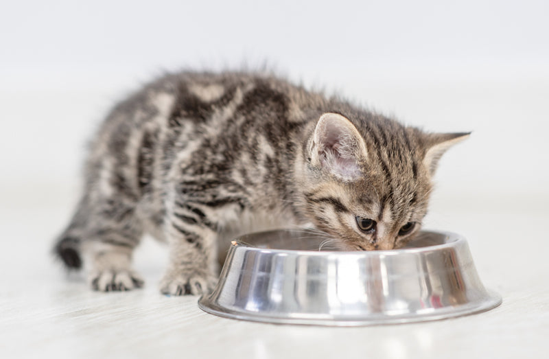 A kitten's nutritional needs begin to change at 8 weeks old.