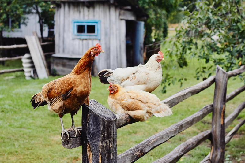 Chickens that have access to the outdoors can handle smaller-sized coops.