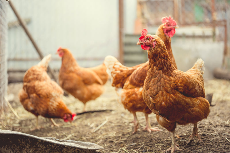 Chickens roaming chicken coop.