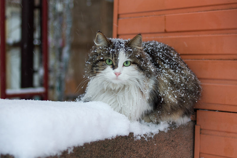 How to Keep Outdoor Cats Warm in Winter – The Barn Cat Lady