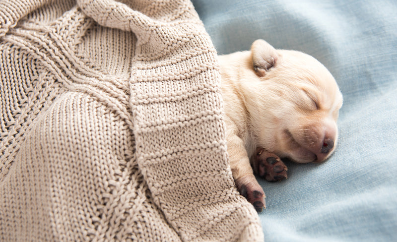what should the room temperature be for newborn puppies