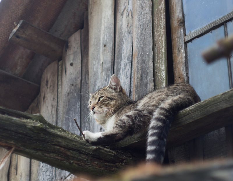 Barn cat at rest in window.