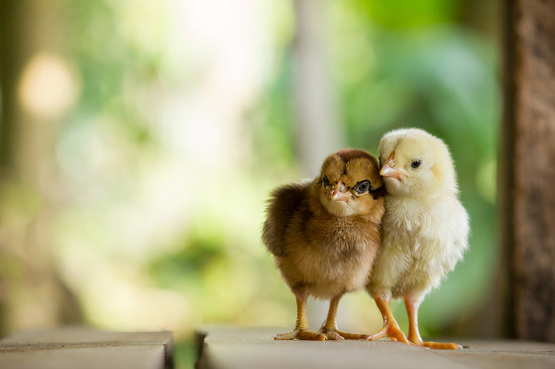 Raising two baby chicks