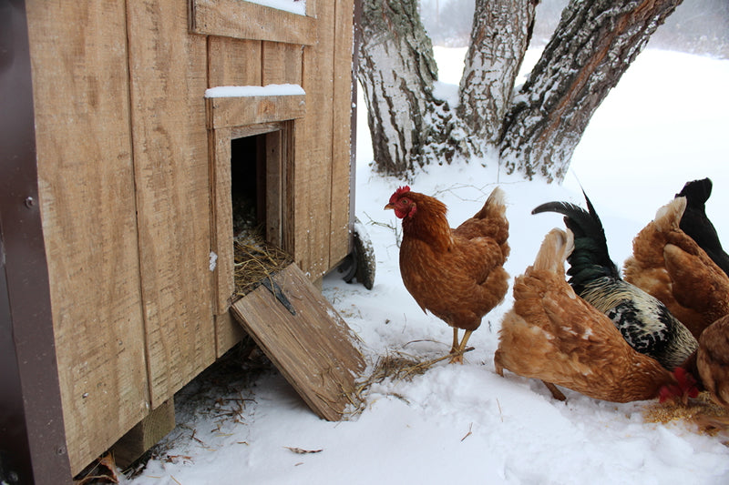 Chickens can be happy in the winter if you follow a few healthy tips.