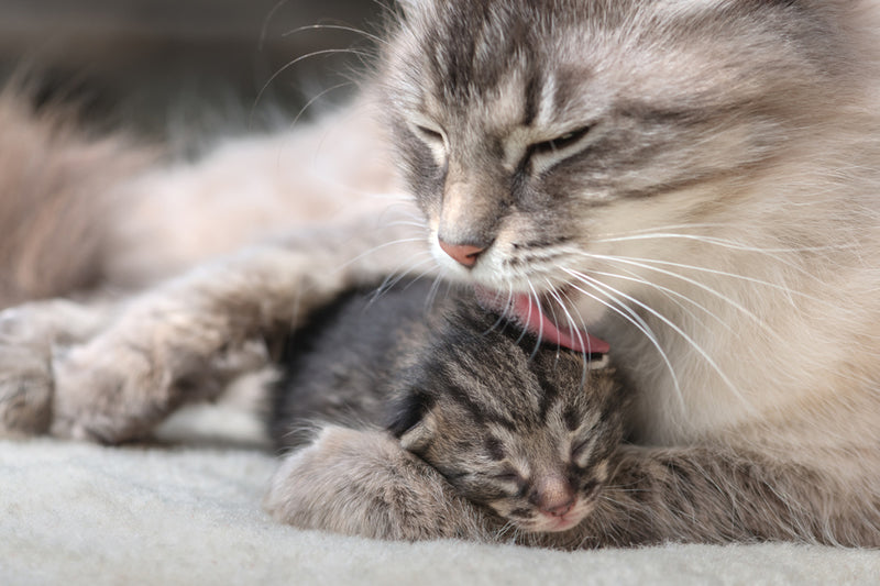 how to handle newborn kittens