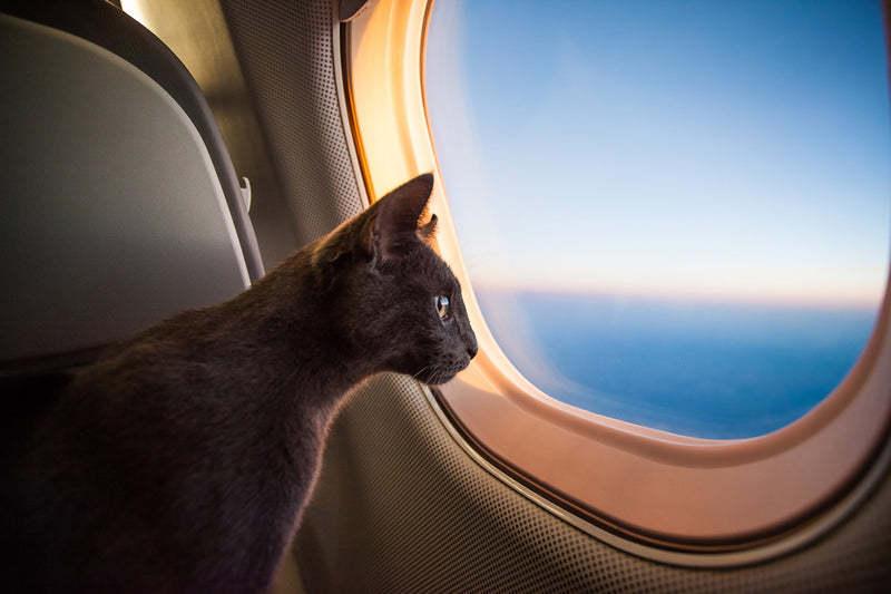 Check your airline's requirements before flying with your cat.