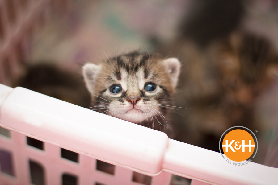 Keeping Newborn Kittens Warm — K&H Pet Products