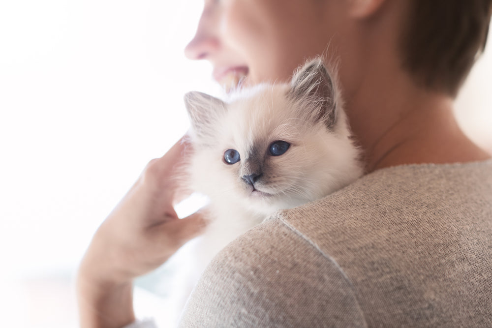 Kitty got it all over her face