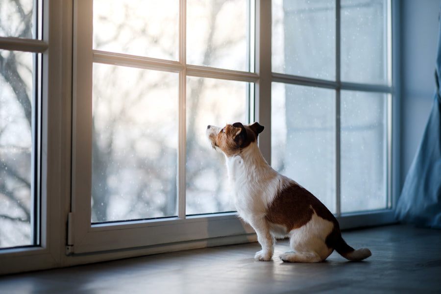 can dogs eyes take the wind outside