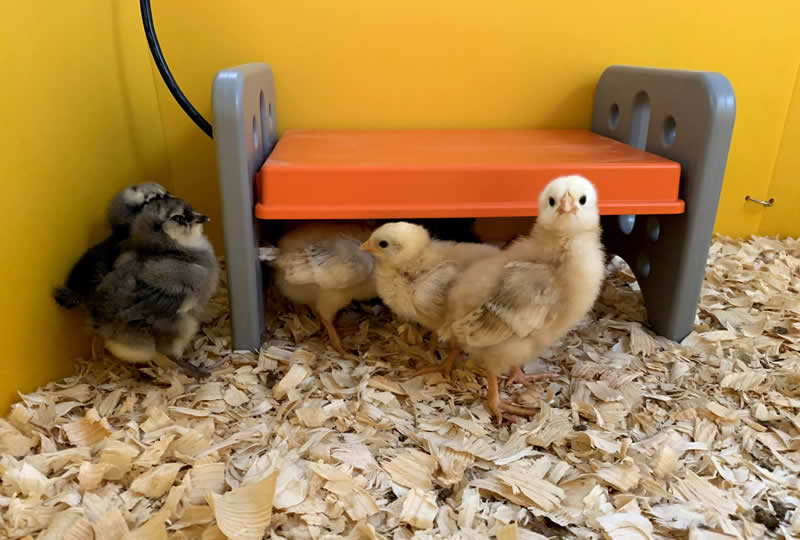 Baby chicks under a K&H Thermo-Poultry Brooder.