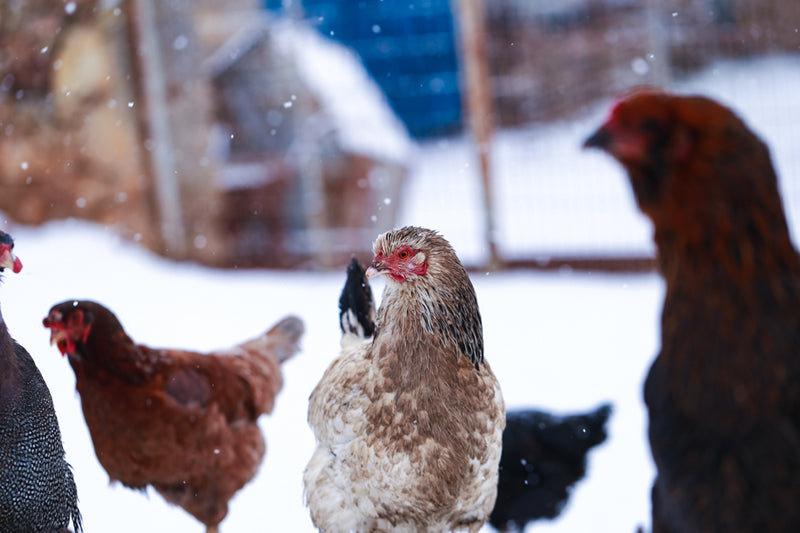 Chicken in snow.