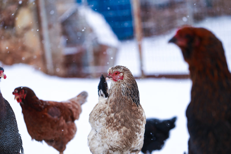 What Temperature Is Too Cold for Chickens? — K&H Pet Products