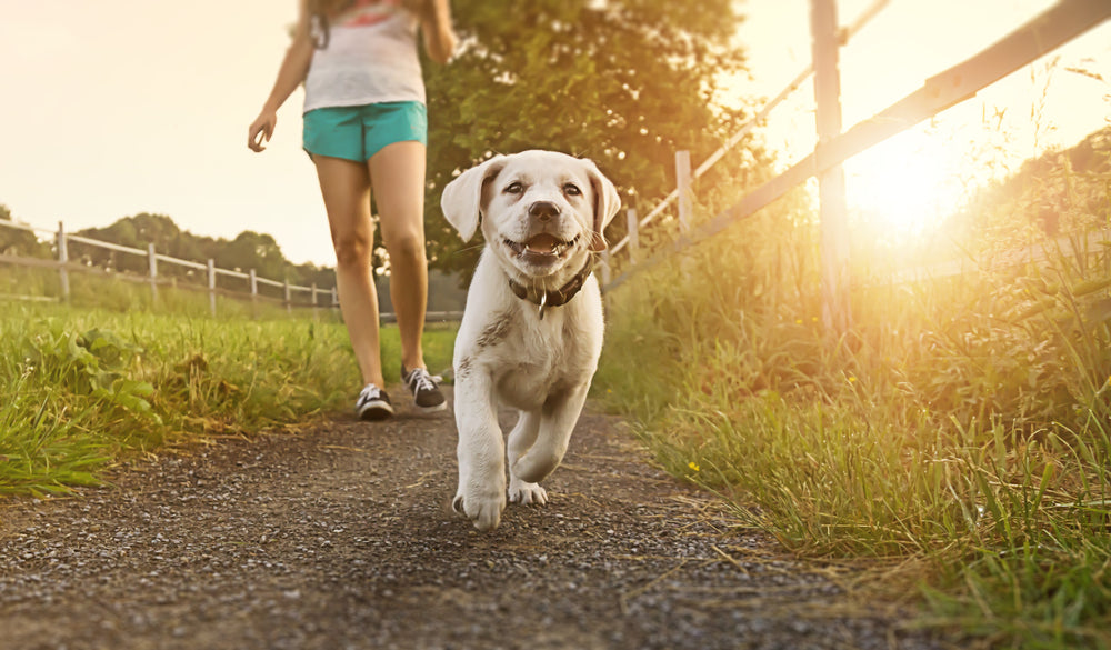 what temperature is too hot to take a dog for a walk