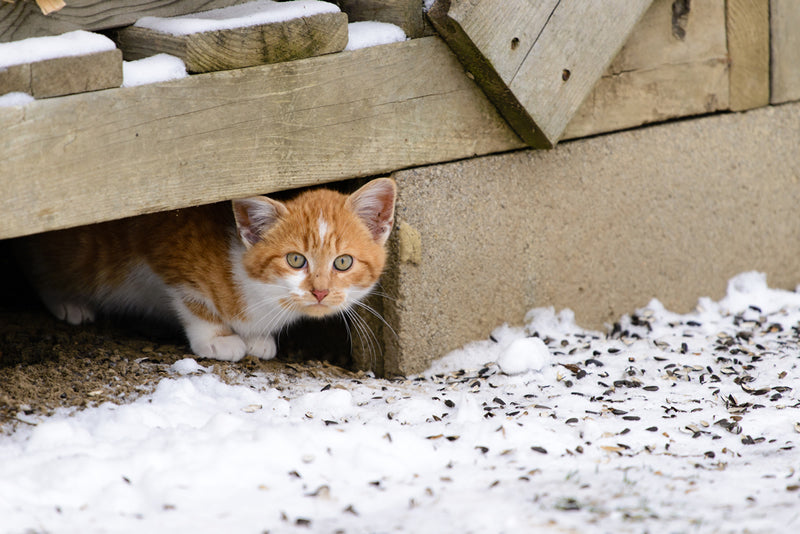 Feral cat in yard.