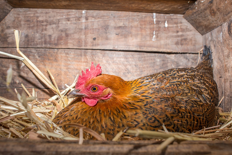 Hen laying eggs in her nest.