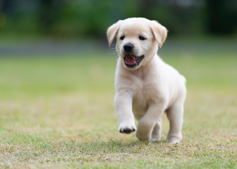 what to do if you step on a puppy