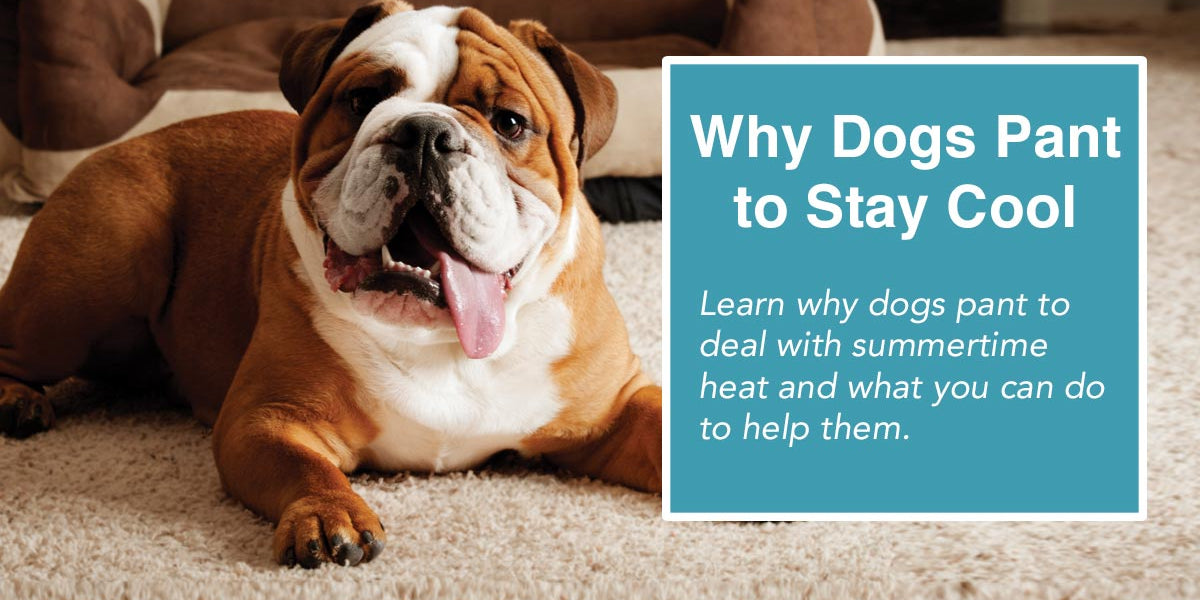 how does panting keep dogs cool