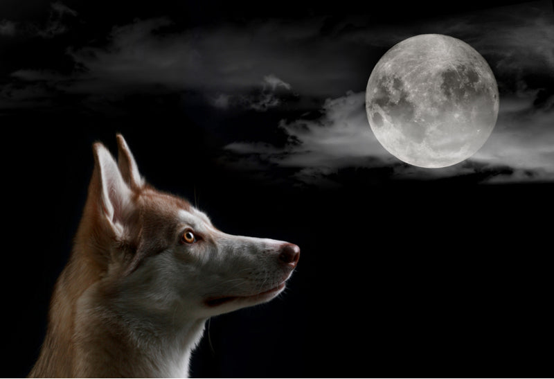 what does it mean when dogs cry at night