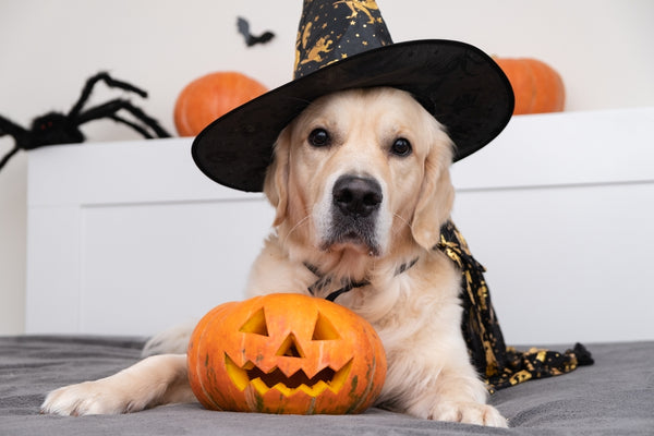 Dogs can get a little excited this time of year. Giving your pup time outside might help keep him calm for Halloween.