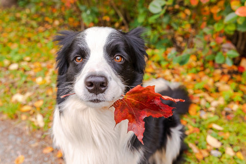 Fall is the perfect time to spend quality time with your pet.