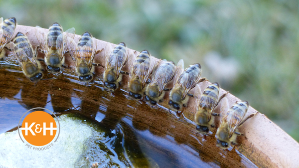 Bees need a water source in order to thrive. Learn why water is important to bees and the benefits of a bee water station.