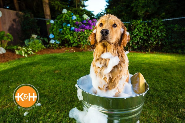 what is the best way to wash a dog