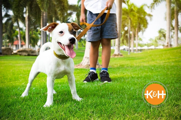 You can safely walk your dog outside in the warmer months as long as you take precautions.