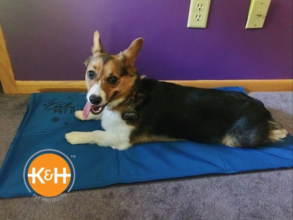 This cooling mat may help your pet chill this summer - Reviewed