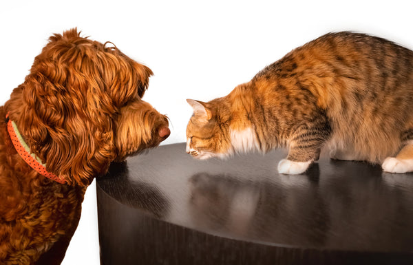 Introducing a Dog to a Cat Home — K&H Pet Products