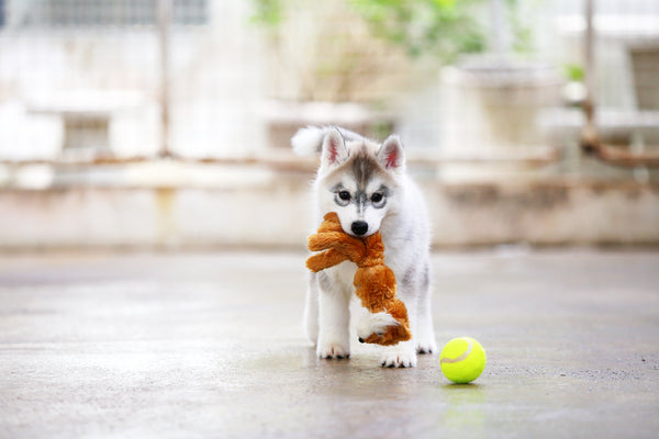 How to raise a calm puppy