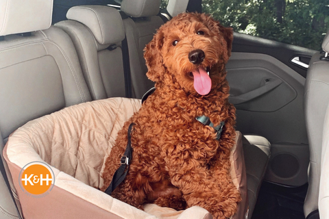 safe travels starts with a seat for your pup