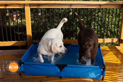 Dogs love pet pools! Find out whether a pet pool will help your dog stay cool and regulate its body temperature this summer.