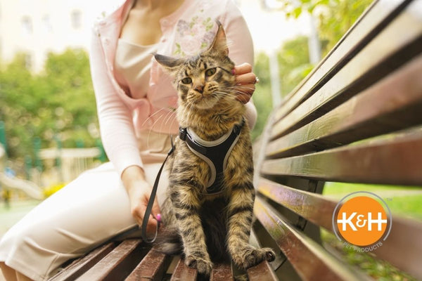 Yes, cats can be trained to walk on a leash. You need the right supplies and a little patience. Here's how to get started.