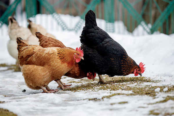Best Cold-Hardy Chicken Breeds — K&H Pet Products