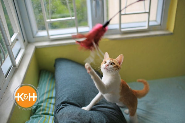 A cat playroom should be mentally stimulating and give your cat lots of options for physical exercise.