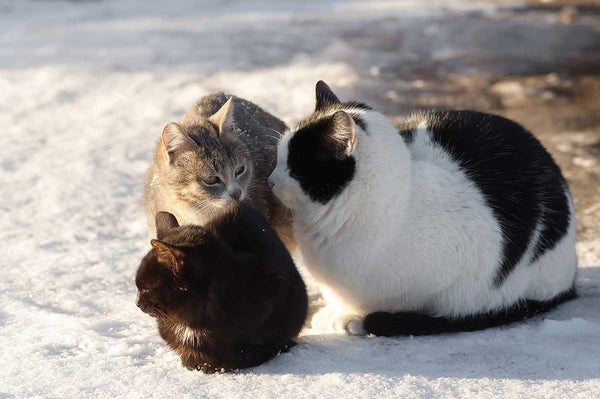 When cold weather strikes, stray cats benefit from food, fresh water and shelter. Here are ways you can help.