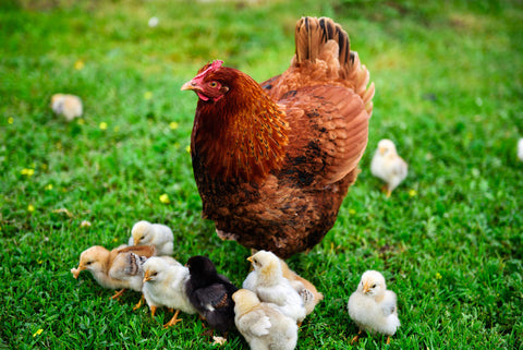 life cycle of a chicken