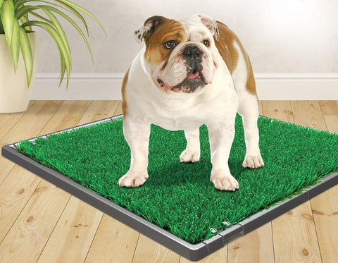 How to Create A Stimulating Indoor Dog Playroom For Your Pet